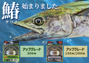 アップグレード　鰆始まりました。